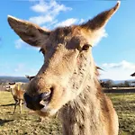 Thueringer Waldbaude