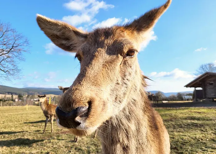 Thueringer Waldbaude